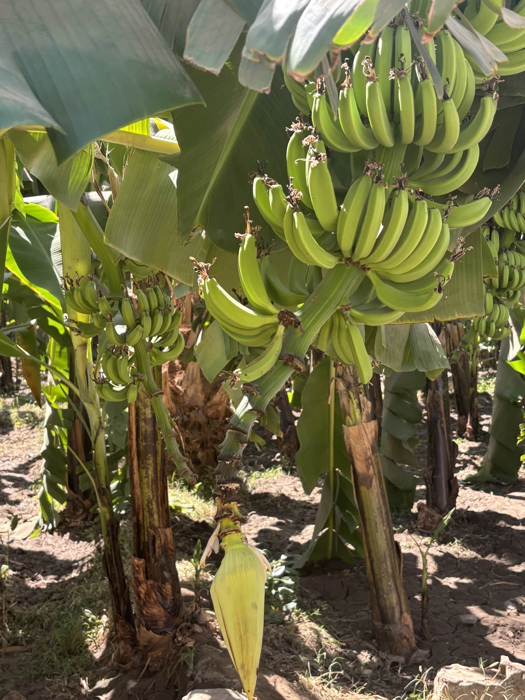 Организовано все отлично. Все четко по времени. В поездке 2 водителя, которые сменяли друг друга. Экскурсовод