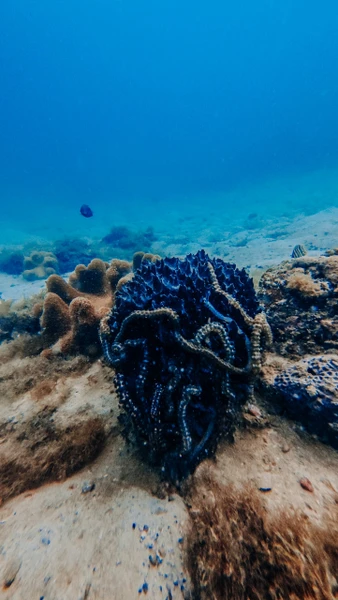 Погружение прошло отлично 👌Женя прекрасный инструктор: брифинг прошел очень четко, информативно и с шуточками-прибауточками. Под водой