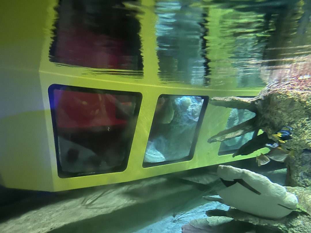 Билеты в парк LegoLand (Нелли)