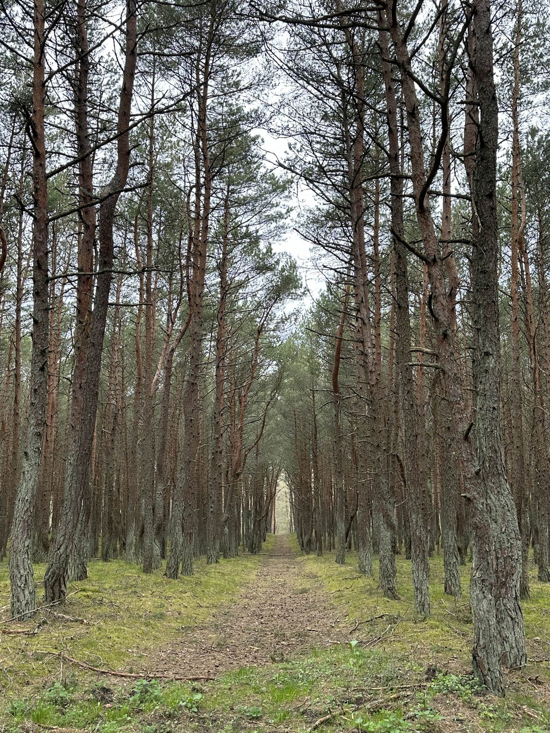 Куршская коса - уединение с природой (Дарья)