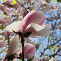 Фото отзыва 6: экскурсия "Авторская экскурсия по Амалиенау с его жителем"