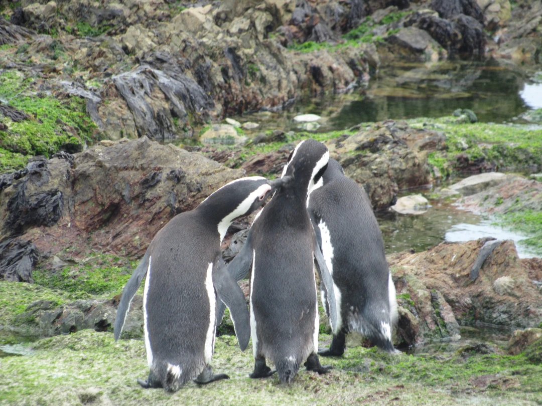 Были в ЮАР год назад, но до отзыва руки дошли только сейчас. Несмотря на то, что