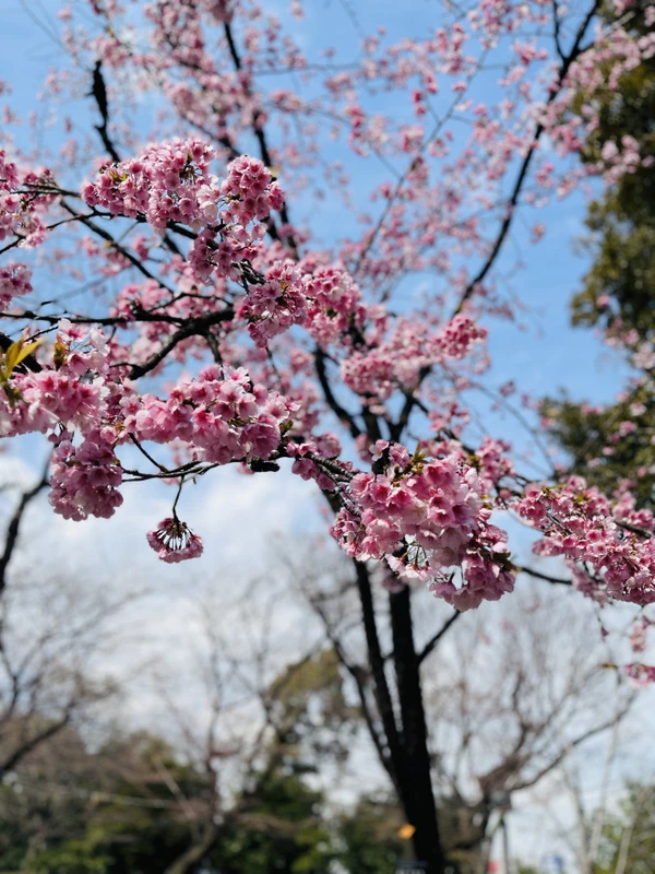 Токио в период ханами: любование сакурой по-японски