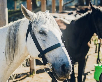 Финальная прогулка верхом