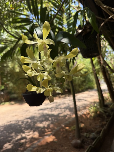 Отличная экскурсия, где получилось посетить много мест — речное сафари, черепашью ферму, шахту добычи лунного и