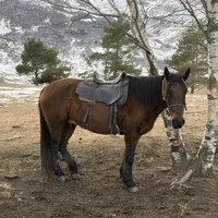 Фото отзыва 1: экскурсия "Верхом вдоль Берёзового ущелья"