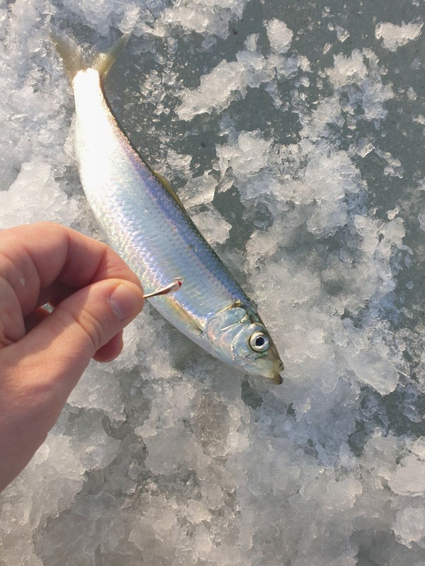 Виды Подлёдная рыбалка во Владивостоке