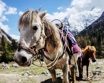 Долина Долгого спокойствия