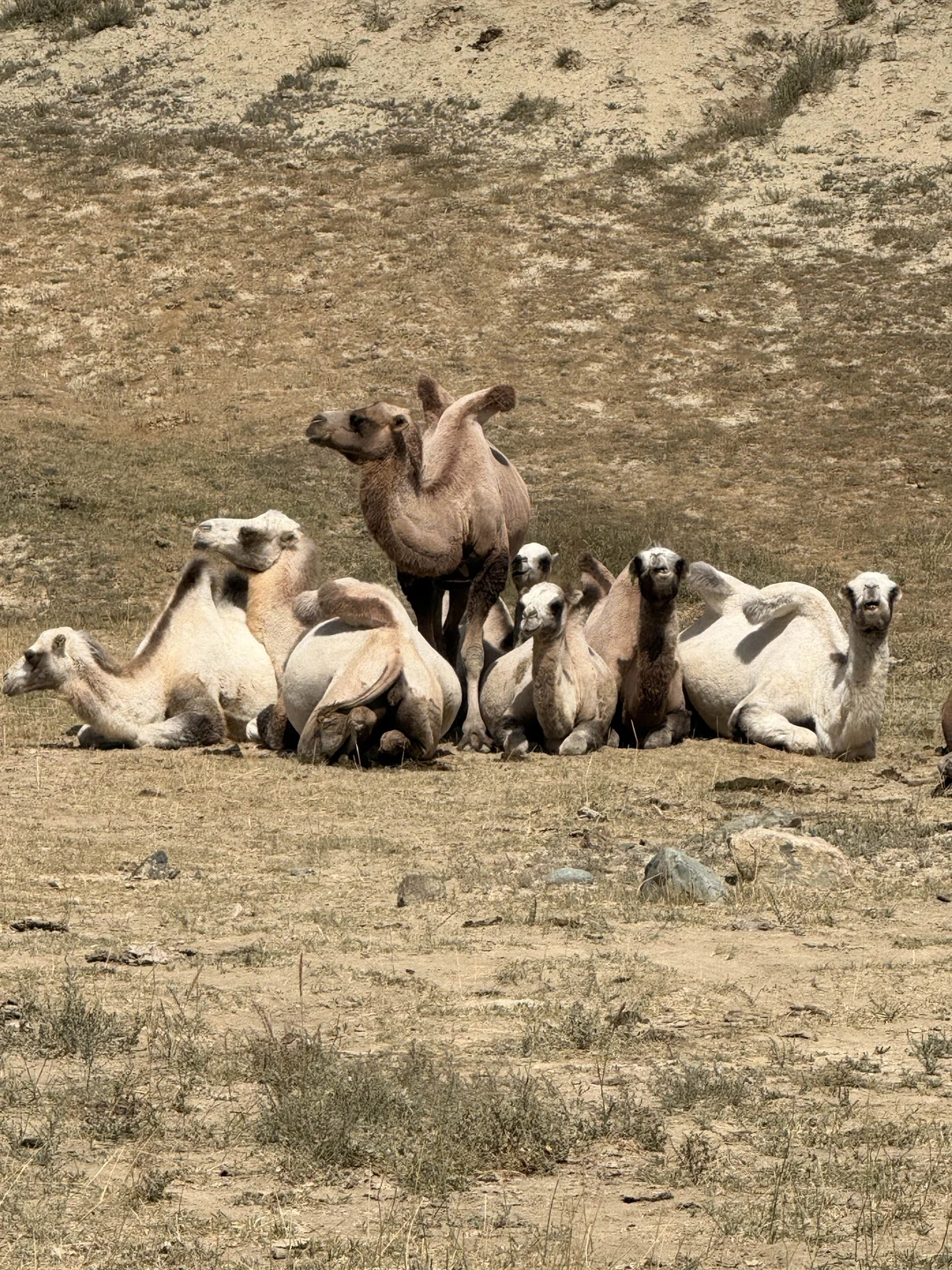 Волшебный Алтай: на джипах и пешком по предгорьям и склонам (Алина)