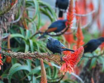 Национальный парк «Тситсикамма»