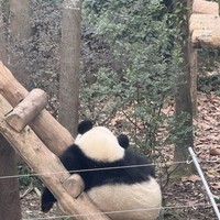 Фото отзыва 2: экскурсия "Чэнду: старый район + заповедник больших панд"