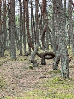 🌟 Волшебство между морем и лесом: незабываемый день с Дмитрием