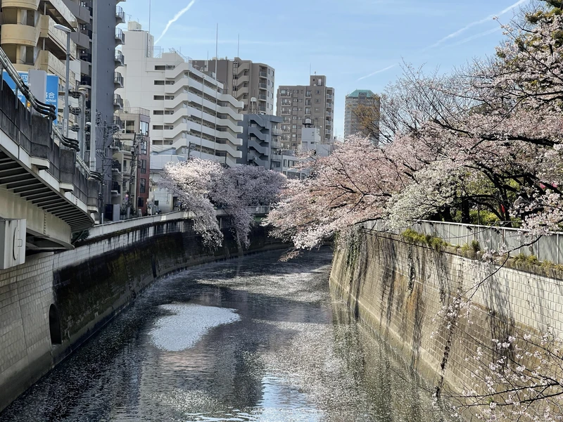 Токио в период ханами: любование сакурой по-японски