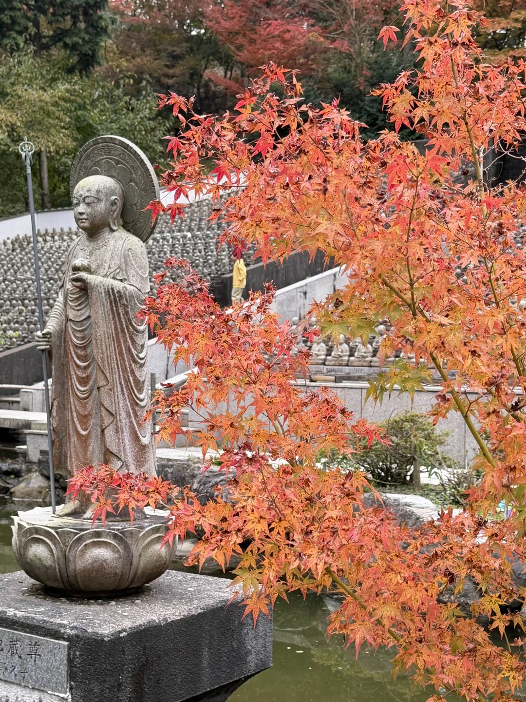 Хотим поблагодарить Светлану за реализацию нашей мечты - увидеть своим глазами красные клёны 🍁🥰