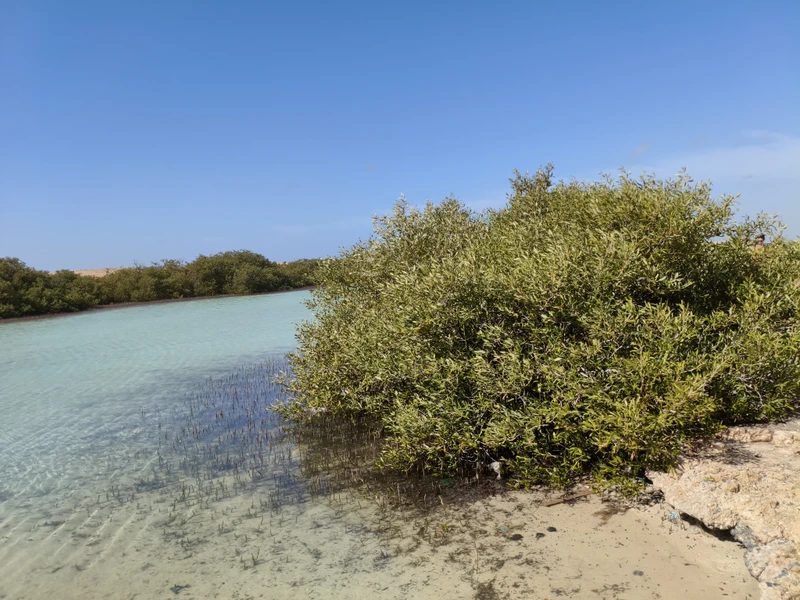 Замечательная экскурсия, всем смело рекомендую! Риф очень красивый, гид в процессе снорка очень внимательный, показывает где