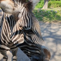 Фото отзыва 2: экскурсия "В мире животных: сафари-парк и пляж с чёрным песком"