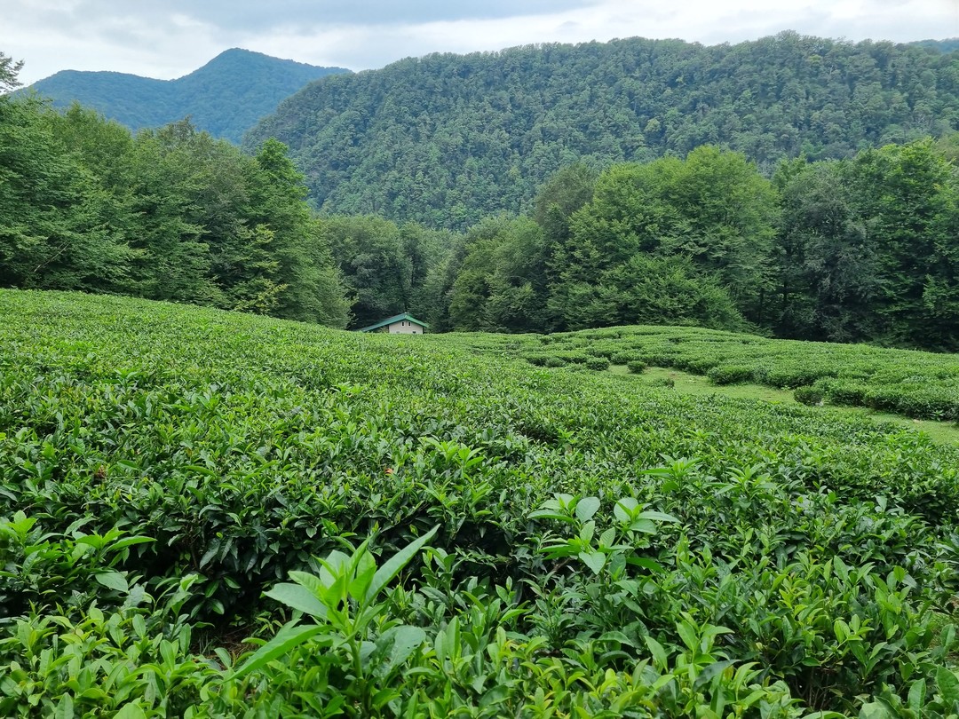 Очень рекомендую Сергея и данную экскурсию. По договорённости, нас забрали прямо от отеля, а это был