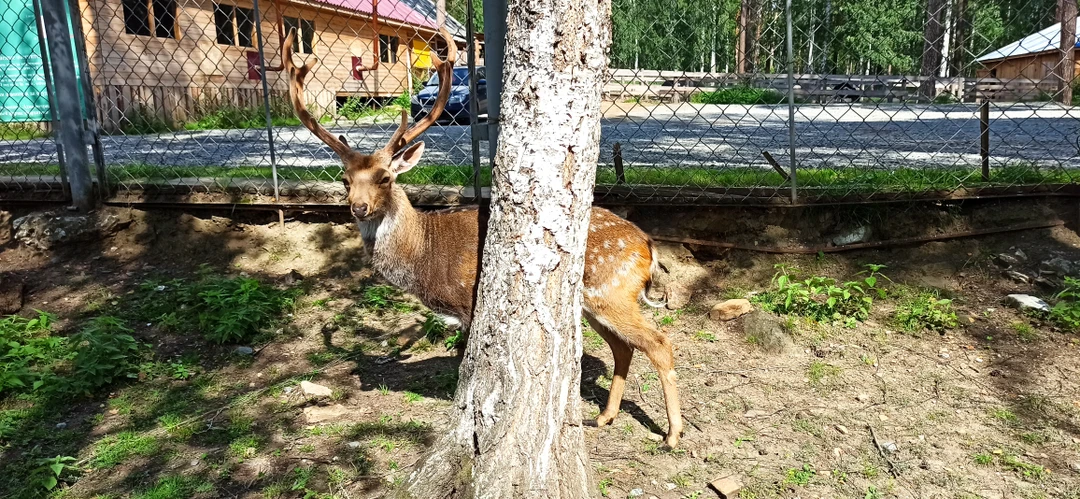 21 августа 2023г. посетили семьей экскурсию «К оленьей ферме и волшебной Азов-горе». Поскольку был понедельник, утром