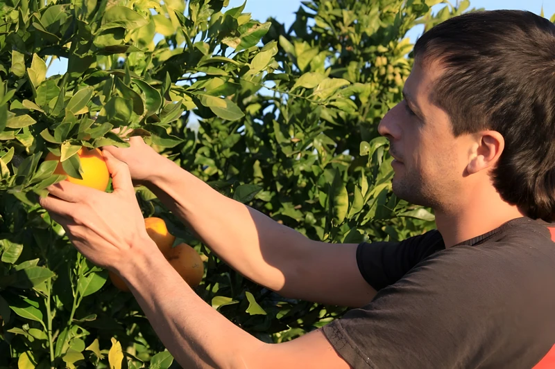 Мастер-класс по сбору урожая в садах Армении (из Еревана)