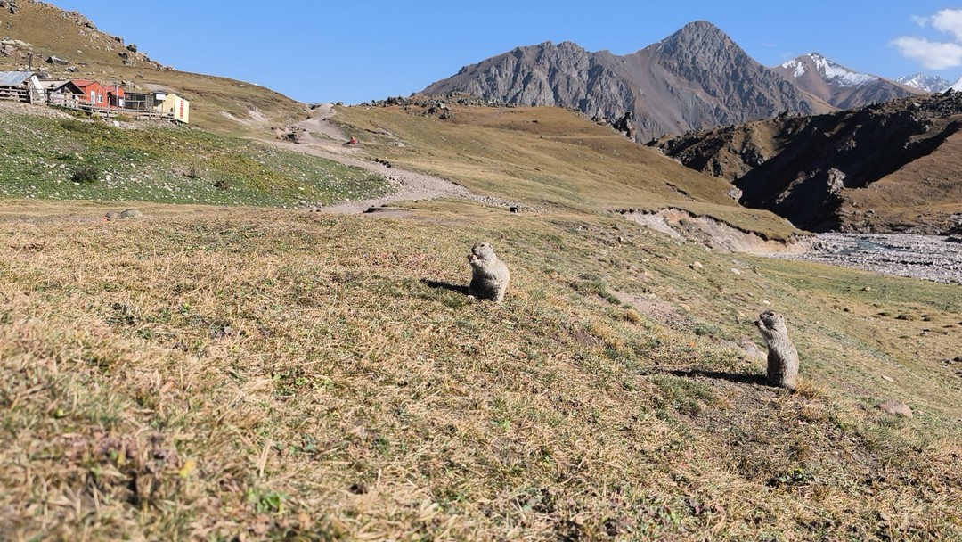 Какая прекрасная получилась экскурсия!!! Были суслики! Много сусликов! Были незабываемые впечатления от видов! Эльбрус и суслики,