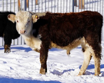 Раскрашивание скульптур, сырный мастер-класс, катание в санях