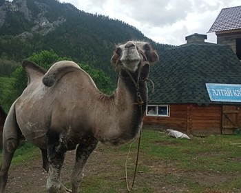 Чуйский тракт, Гейзерное озеро