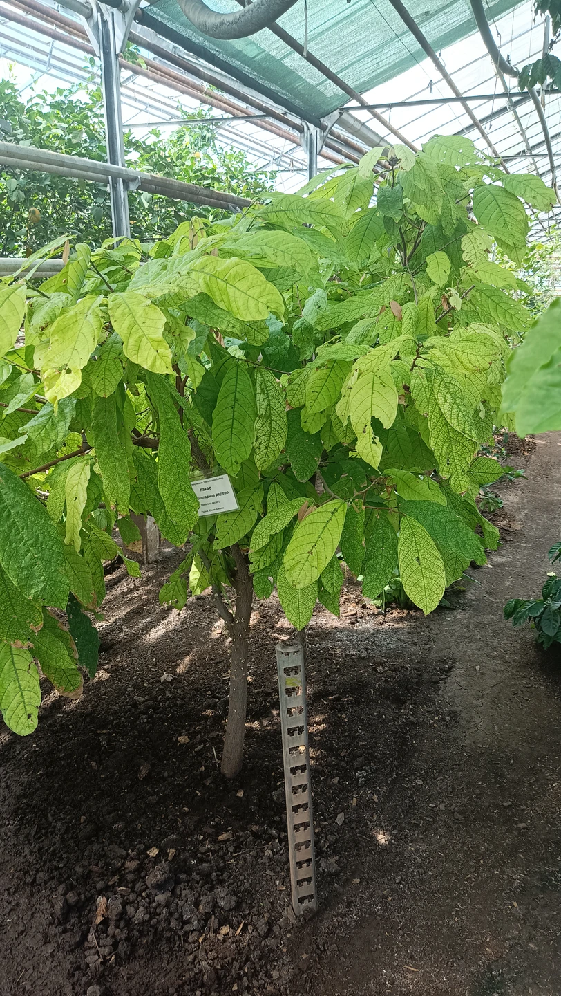 Экскурсия началась в лимонарии, о чем организатором не было сказано ранее в смс. При бронировании в билета было только указано место встречи