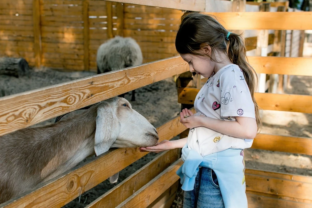Путеводитель по&nbsp;ВДНХ: городская ферма