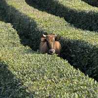 Фото отзыва 2: экскурсия "Красота и легенды близлежащих гор"