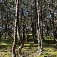 Фото отзыва 4: экскурсия "Идиллическая Куршская коса"