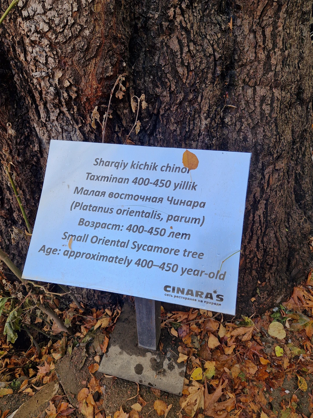 Из Ташкента - в горы Западного Тянь-Шаня (Елена)