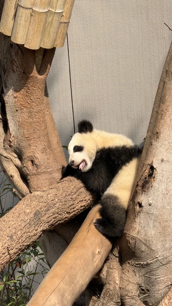 Большое спасибо Пэну. Очень оперативно выходил на связь. помогал с оформлением и оплатой. все четко!