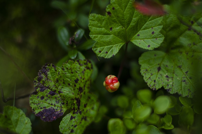 Куртяево: в жерле древнего вулкана
