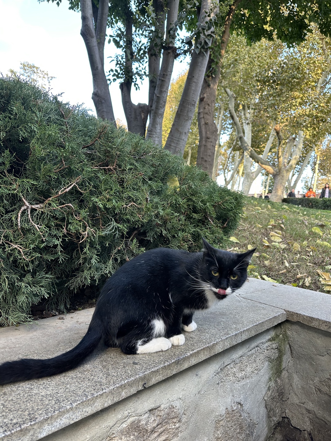 Отличный маршрут для первого раза в Стамбуле! Мы увидели основные достопримечательности, сориентировались в городе, научились пользоваться