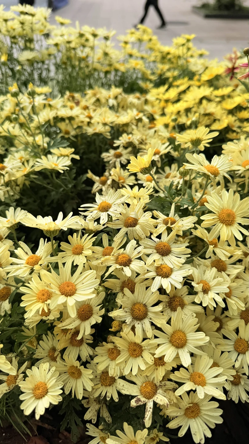 Сеул за 1 день (надежда)