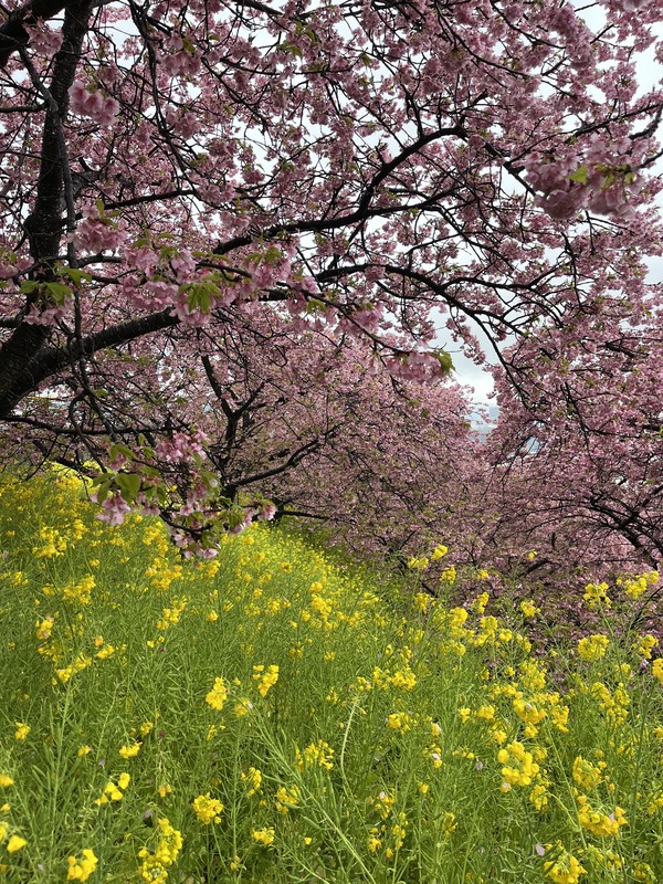 Токио как он есть