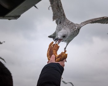 Площадь Ипподром, дворец Топкапы, церковь Святой Ирины, Айя-София, Голубая мечеть