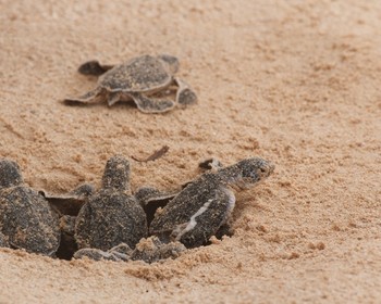 Плавание с черепахами, сёрфинг и снорклинг