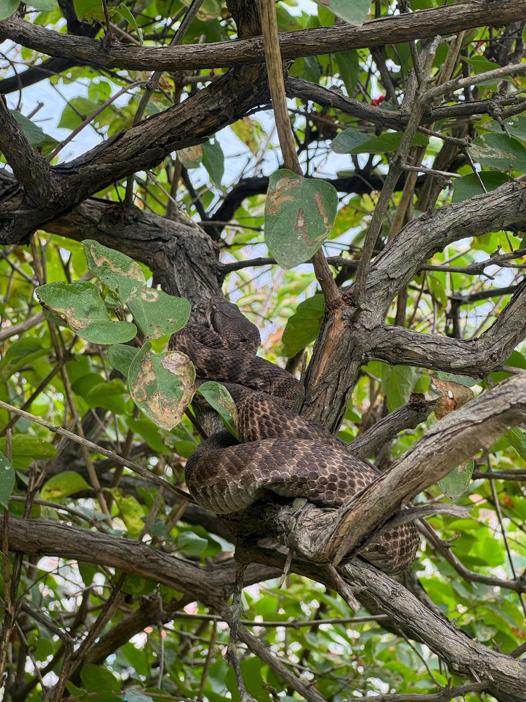 Отлично организованная экскурсия, нам повезло мы увидели и котиков и сивучей. На острове мы увидели все