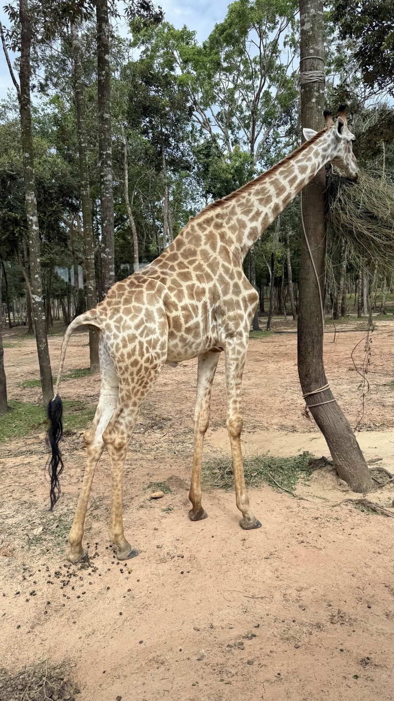 Сафари парк прекрасен. привезли к открытию - было комфортно. рыбацкая деревня - очень вкусный обед.