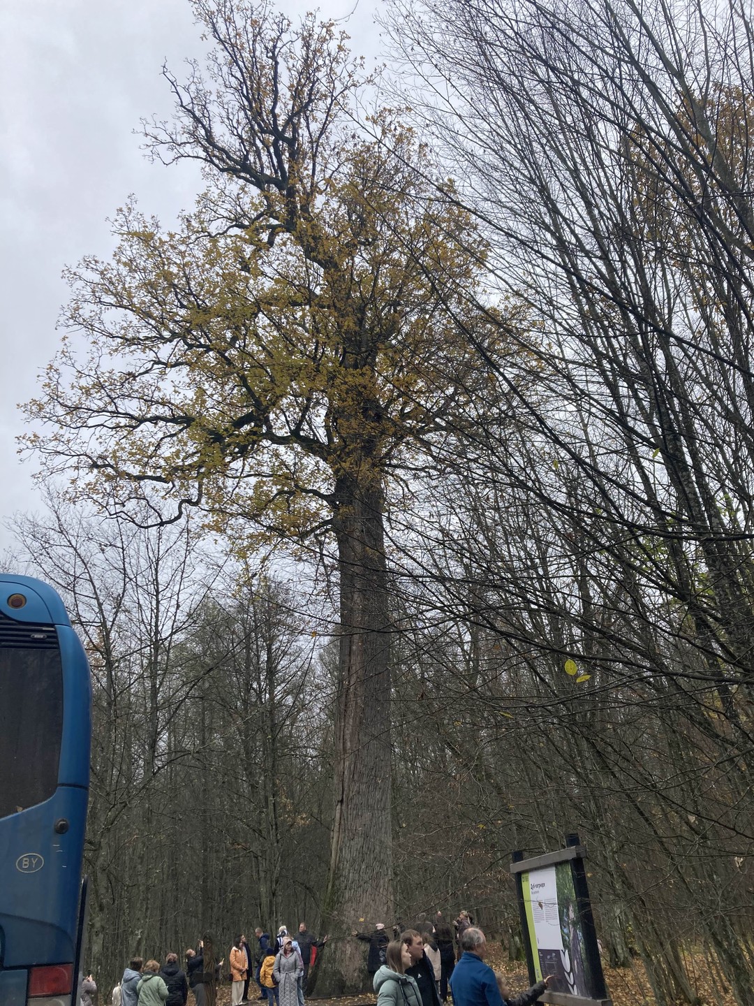 Групповая экскурсия в Брест и Беловежскую пущу (Наталья)