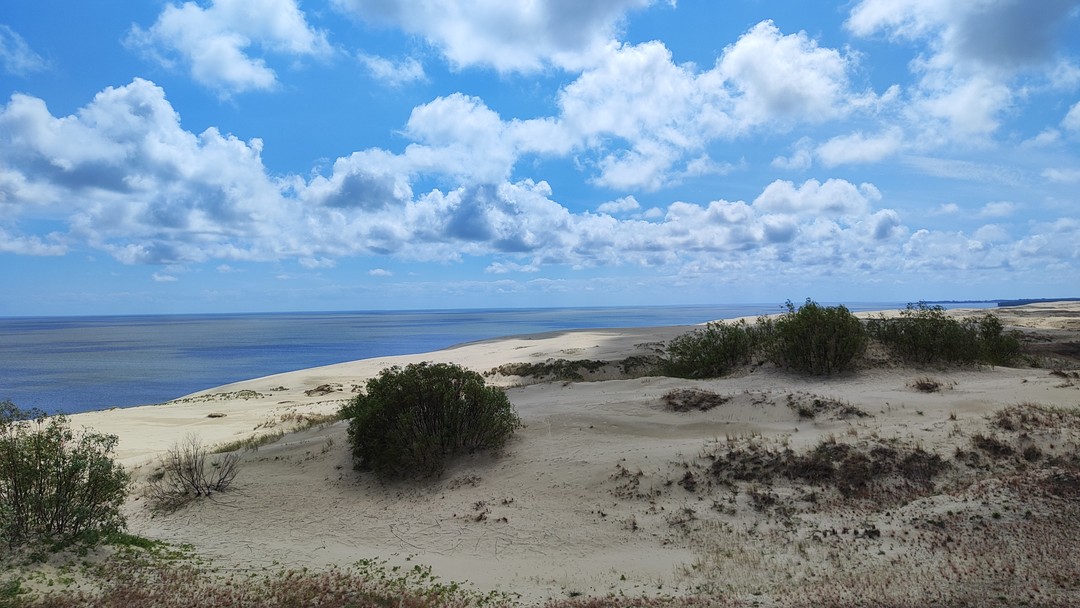 Мы видели как научный работник орнитологической станции нам показательно окольцовывал птицу!!!
