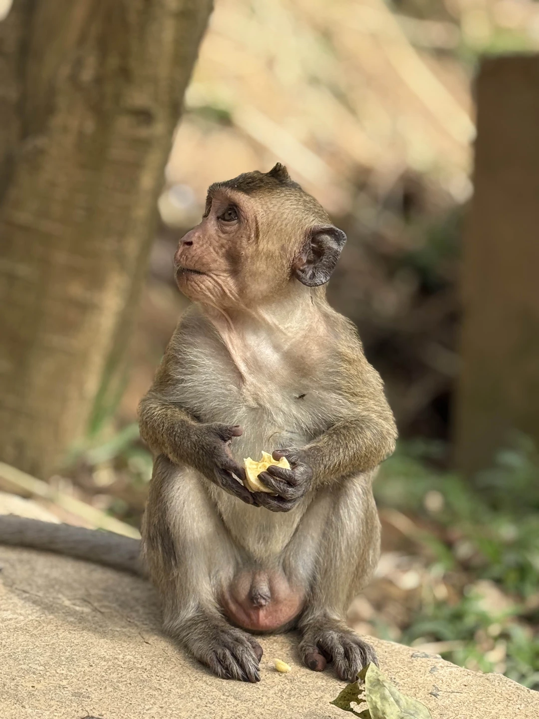 Из Нячанга - в Далат, самый европейский город Юго-Восточной Азии (Ольга)
