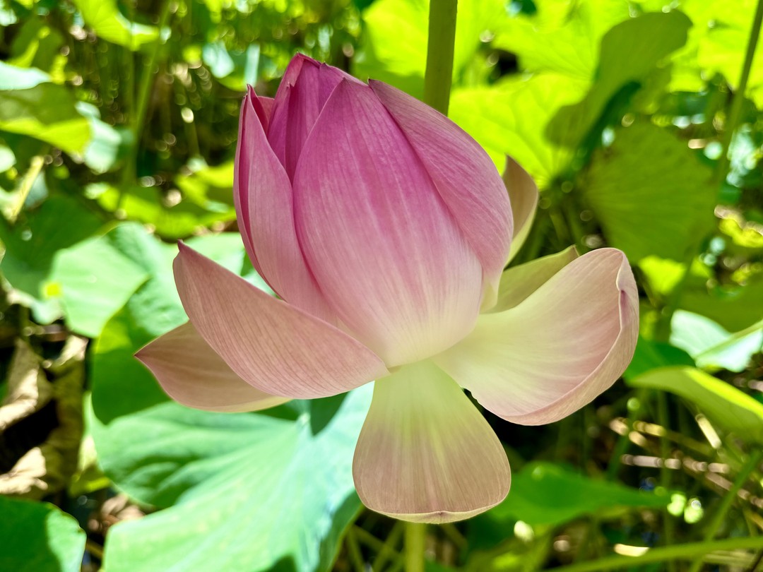 С самого начала нашей экскурсии сложилась непринужденная,комфортная атмосфера. Наш гид Анна в очень приятной манере делилась