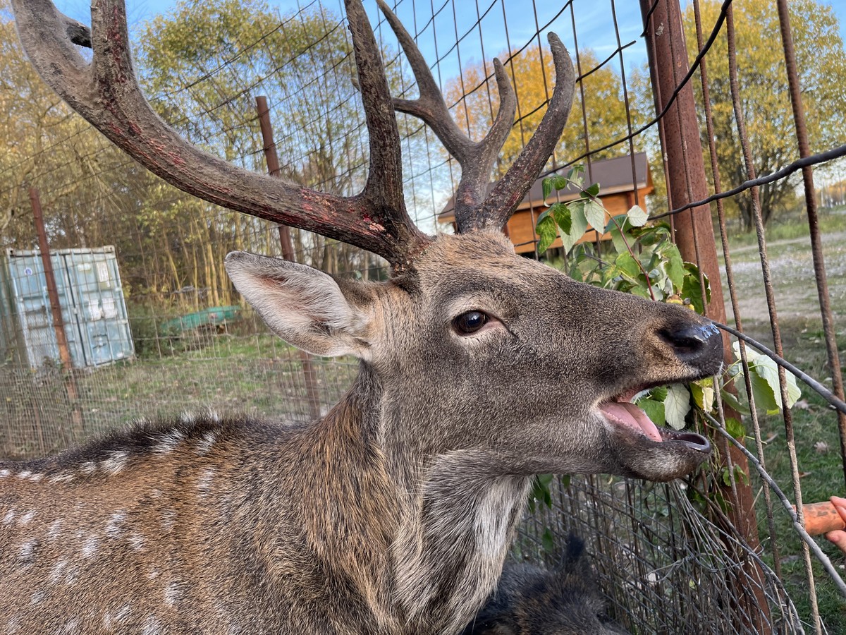 Уютный поход из Москвы к кабанчикам (7/9)