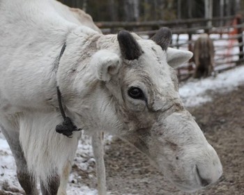 Заповедник «Кивач», вотчина Талви Укко, питомник хаски и оленей, интерактивная программа в музее