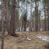 Фото отзыва 1: экскурсия "Прогулка и пикник в природном парке «Оленьи ручьи»"
