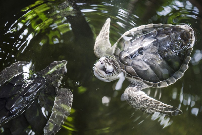 Буддийское и колониальное наследие Цейлона: активный отдых на Шри-Ланке