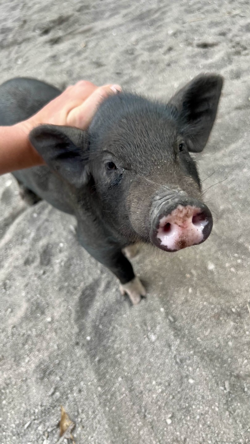 Индивидуальная морская прогулка со снорклингом и остановкой на Pig Island (Ксения)
