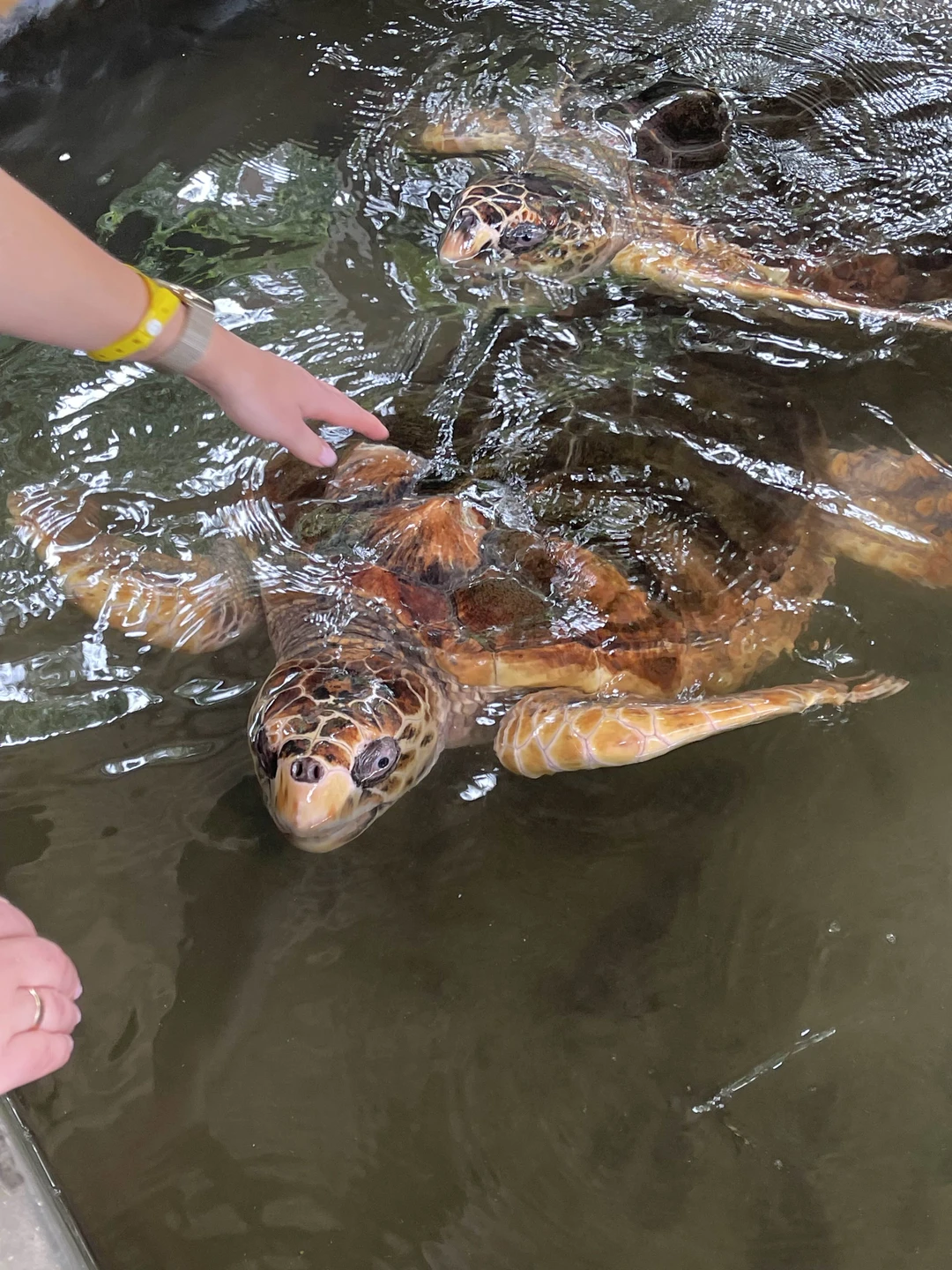 Все было отлично. Хороши гид был Удаянга, все прекрасно рассказывал, интересно объяснял! Не напрягает и подстраивается под группу. Большое спасибо!